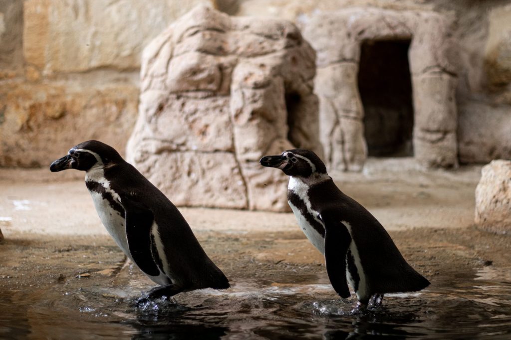 Viral Penguen Hikayesi Neden Bu Kadar İlgi Çekti?
