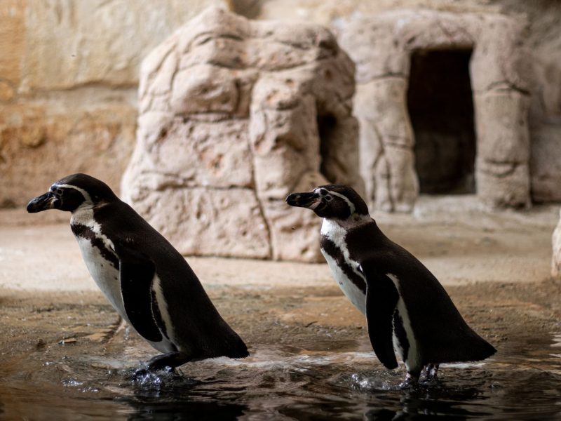 Viral Penguen Hikayesi Neden Bu Kadar İlgi Çekti?